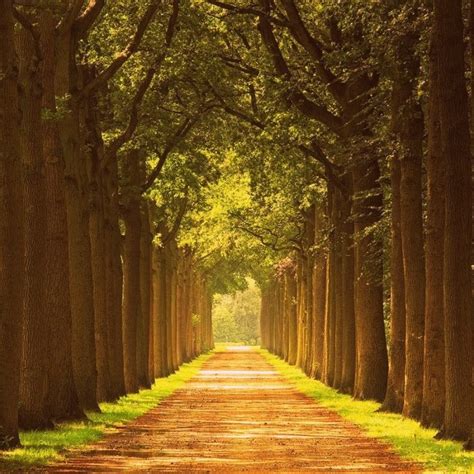 Beautiful Road Surrounded By Trees Beautiful Roads Beautiful