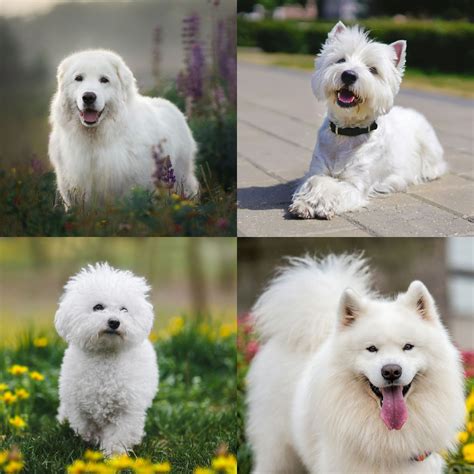 Top 189 Small White Haired Dog Breeds Polarrunningexpeditions