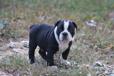 Prices for puppies are subject to change. Olde English Bulldogge Puppies For Sale | Southern ...
