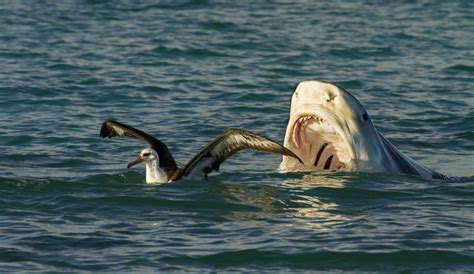 It is the goal of the global shark attack file to demonstrate and emphasize, through forensic analysis, the significance of shark/human interactions in comparison to the myriad dangers that we face in our daily lives. Shark Attack! | Wildlife Online