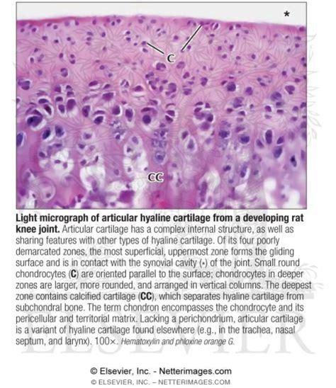 Microscope Hyaline Cartilage Labeled Micropedia Images And Photos Finder