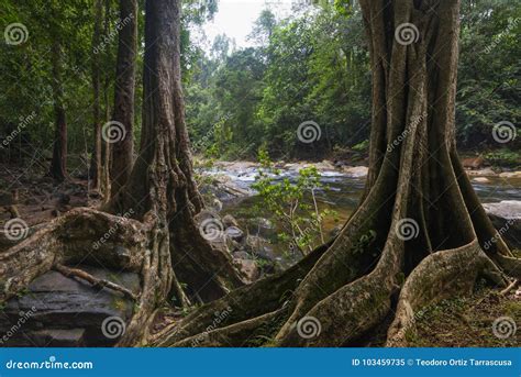 Southeast Asian Jungle With River Stock Image Image Of Pathway