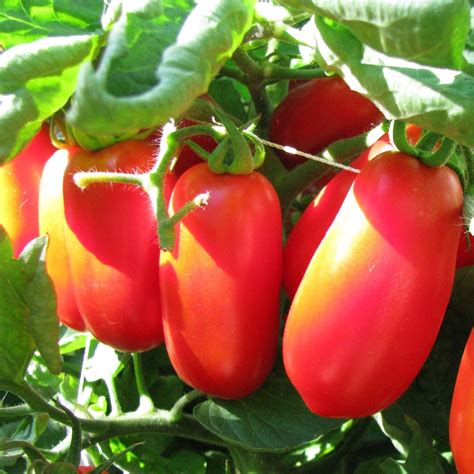 San Marzano Tomato Seeds Indeterminate Italian Plum Tomatoes Etsy