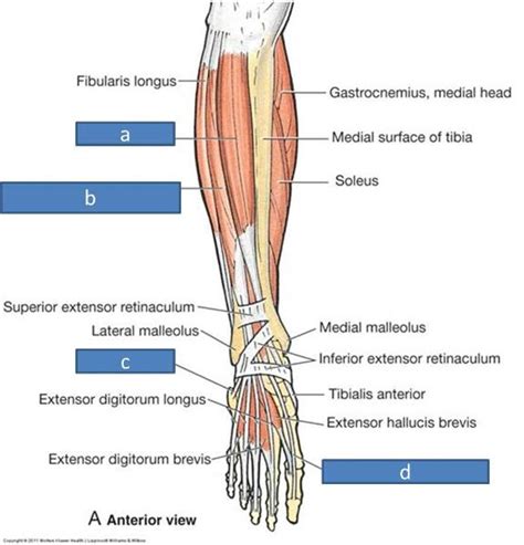 There are four muscles in the anterior compartment of the leg. Print Anatomy Block III- Popliteal Fossa and Leg ...