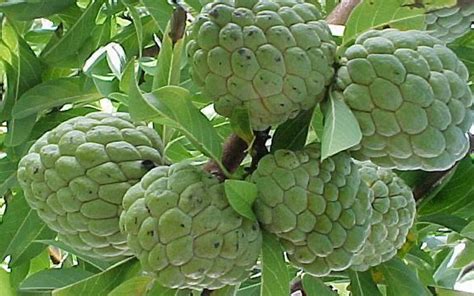 Other fruits with similar amounts of sugar include watermelons and grapes, with 20 g per serving, and. TROPICAL FRUIT TREES SUGAR APPLE