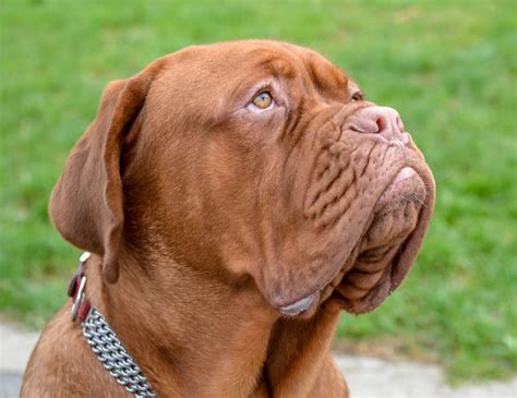 1000 Images About French Mastiff Dogue De Bordeaux On Pinterest E3e