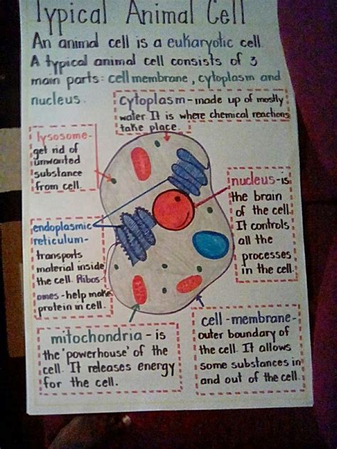 Animal Cell Anchor Chart I Made Plant And Animal Cells Cells Project