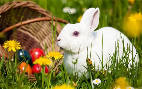 Rabbit Full Hd Wallpaper And Background 2560x1600 Id368686