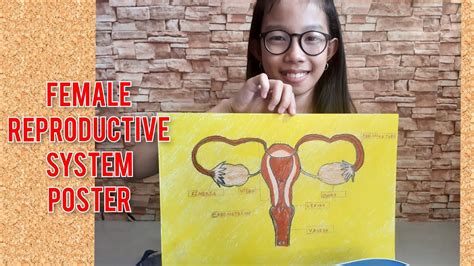 Female Reproductive System Poster Grade 5 Science By Yheanchie