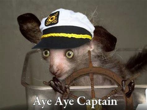 Aye Aye Captain Aye Aye Captain Captain Hat