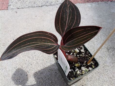 Location, water, humidity & fertilisation. Ludisia discolor (Jewel orchid) | Jewel orchid, Orchids ...