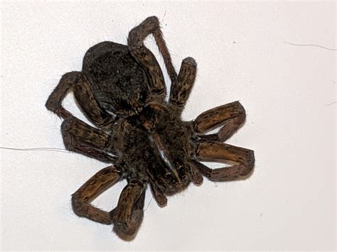Northern Virginia Spider Identification Rspiders