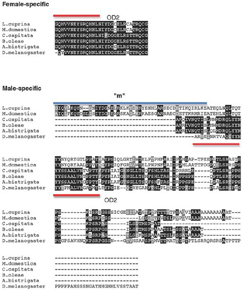 multiple sequence alignments of the sex specific regions of dsx download scientific diagram