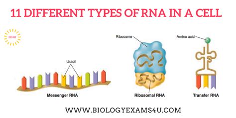 11 Different Types Of Rna In A Cell