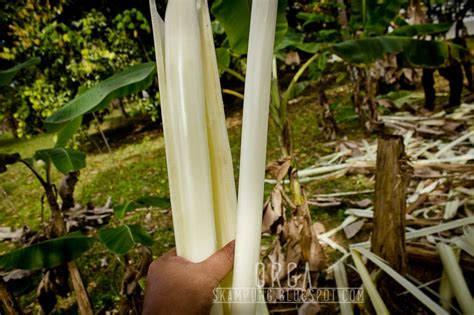 Resep sayuran batang pisang 13. Skampung: Gulai Batang Pisang - Resepi Turun Temurun
