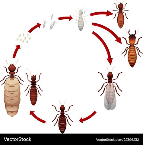 A Termite Life Cycle Royalty Free Vector Image