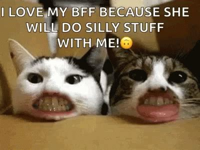 Search, discover and share your favorite cat meme gifs. Cats Funny GIF - Cats Funny Teeth - Discover & Share GIFs