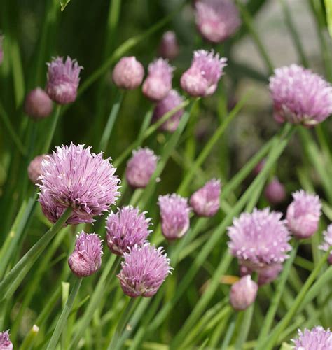About Chives How To Grow Chives From Seed West Coast Seeds