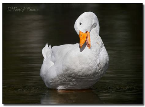 They would gang up together if they would find anything threatening or unfamiliar like even cats, dogs, or lizards, and would chase them away. American Pekin Duck | Betty Vlasiu | Flickr