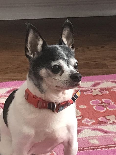 My Moms Chihuahua And Rat Terrier Mixzumi Looking Perpetually Nervous