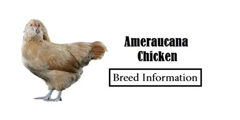 ameraucana chicken breed profile eggs height size and care guide