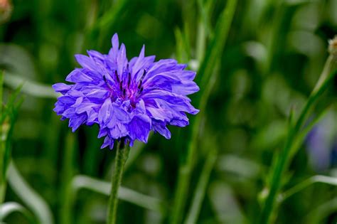 Cornflower Blue Garden Free Photo On Pixabay Pixabay