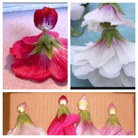 Slip the stem of the full bloom into one. Hollyhock dolls! My mom made these 46 years ago!🌺🌺🌺🌺🌺🌺🌺 ...