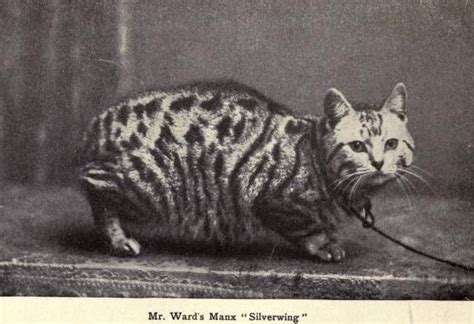Why Manx Cats Have No Tails Anadolu Kedisi