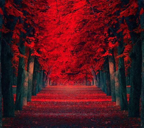 Red Nature Wallpaper Hd