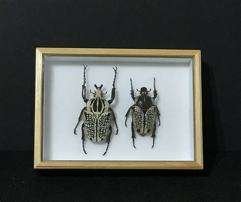 Pin De Antonio Flores En Taxidermia Taxidermia Entomologia Insectos