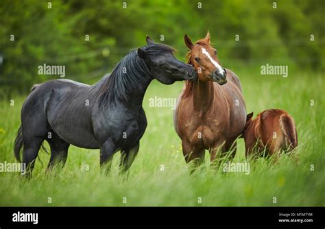 American Quarter Horse Black Stallion Courting A Chestnut Mare On A