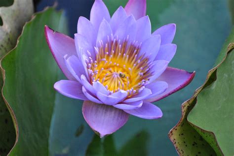 Check spelling or type a new query. National flower of India- Lotus | Where- Sangali, State ...