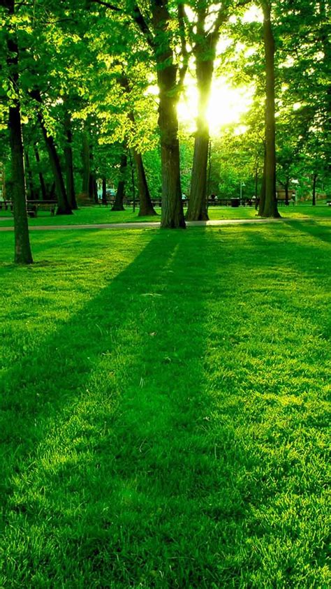Greenery Nature Trees Wallpaper Download Mobcup