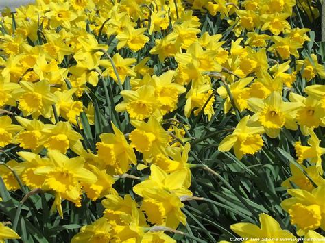Daffodils Flowers 28