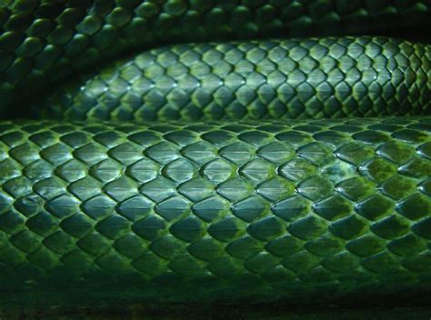 Snake Painting Slytherin Aesthetic Snake