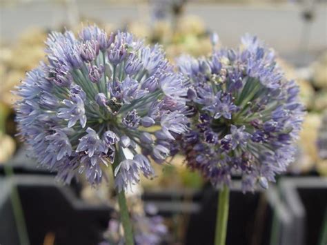 Blau Lauch Allium Wallichii