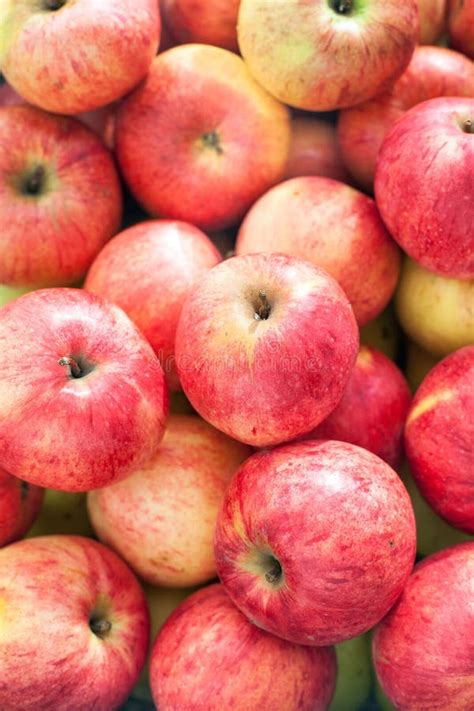 Many Colorful Fresh Red Apples Stock Image Image Of Vegetarian