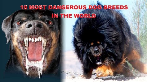 10 Most Dangerous Dog Breeds In The World 2019 Fun Facts