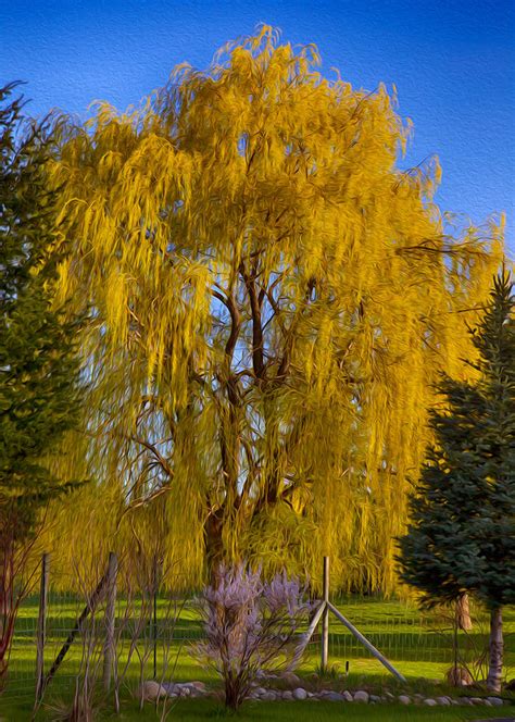 Golden Willow Tree Photograph By Omaste Witkowski