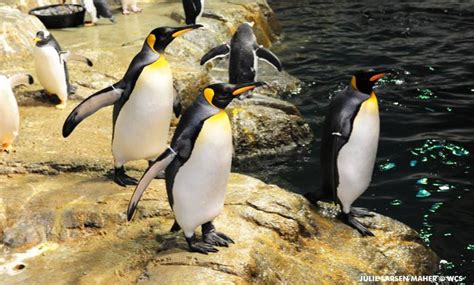Penguin Feeding At The Central Park Zoo