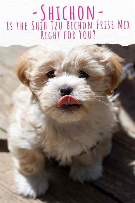 Shichon Dog Guide Meet The Bichon Frise Shih Tzu Mix