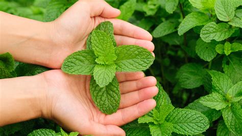 How To Grow And Take Care Of Peppermint Plants