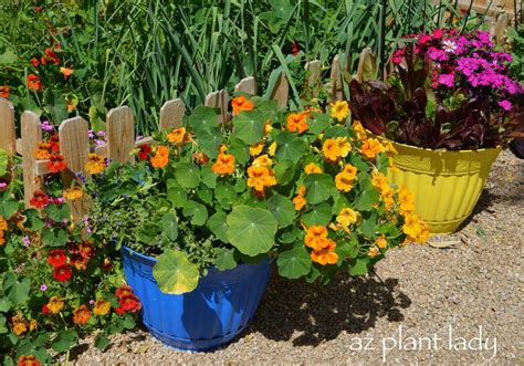 Diy Plant Containers Birds And Blooms