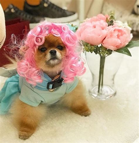 14 Funny Pictures Proving That Pomeranians Are Too Cute In Any