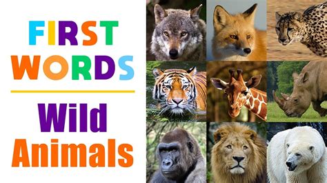 Learning Wild Animals Names For Children First Words For