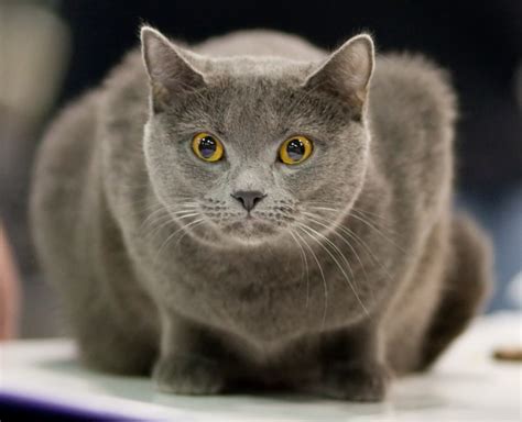 Chartreux Cat Breed Profile Metaphorical Platypus