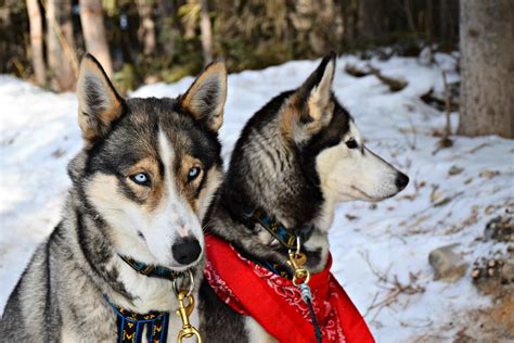 Dog Sledding In Alberta What You Need To Know Travel Bliss Now