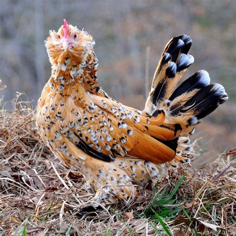 The Top 18 Chicken Breeds For Your Backyard Flock Homestead And Chill