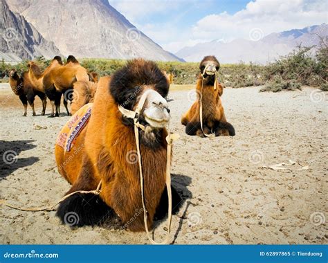 Double Hump Camels Stock Image Image Of Mammal Camel 62897865