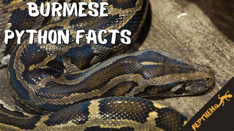 These Burmese Python Facts Will Surprise You Youtube